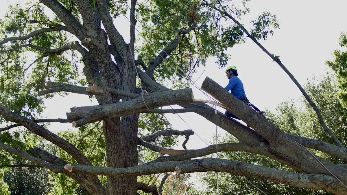 Professional Crown Thinning performed by certified arborists in Collegedale