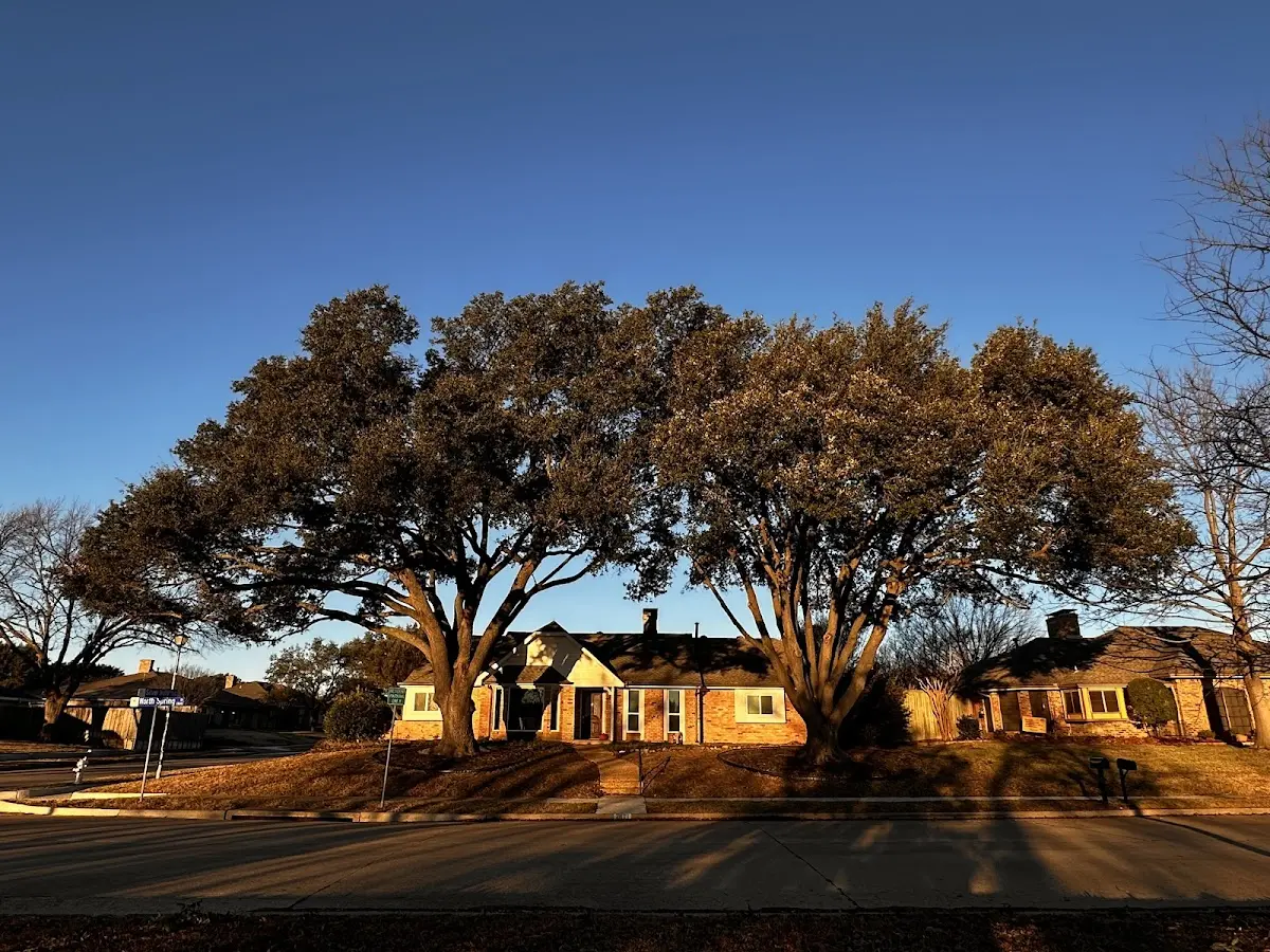 Established residential canopy tree shading a home in Collegedale